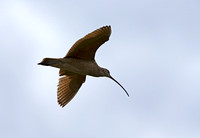 Long-billled Curlew