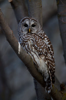 Barred Owl