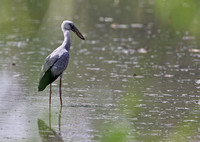 Asian Open-billed Stork