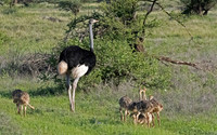 East Africa Birds, 2025
