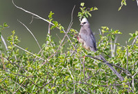 White-headed_Mousebird-Kenya-20250422-4000
