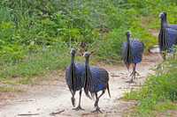 Vulturine_Guineafowl-Kenya-20250422-4000