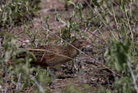 Corn_Crake-Kenya-20250421-4000