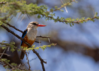 Gray-headed_Kingfisher-Kenya-20250421-3000