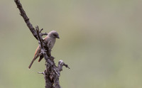Parrot-billed_Sparrow-Kenya-20250421-1600