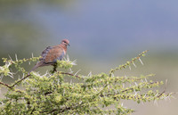 Laughing_Dove-Kenya-20250421-2867