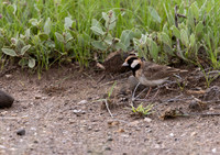 Chestnut-headed_Sparrow-Lark-Kenya-20250421-2500