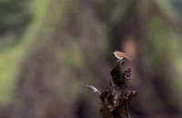 Desert_Cisticola-Kenya-20250421-1600