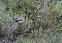 African_Silverbill-Kenya-20250421-1600