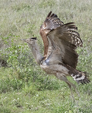 Kori_Bustard_Flight-Kenya-20250421-2000