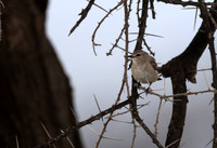 Pale_Flycatcher-Kenya-20250421-2000