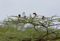 Kandt's_Waxbill-Kenya-20250421-2500