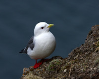 St. Paul Island 2014