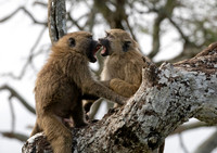 East Africa Animals, 2025