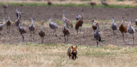 Fox and Cranes III