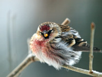 Common Redpoll at -40 F