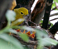 Yellow Warbler Feeding Chicks