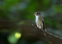 Asian Brown Flycatcher