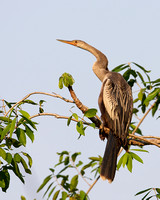 Anhinga