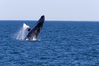Humpback Whale Breach 1 of 4