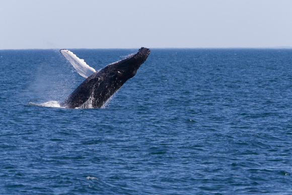 Humpback Whale Breach 2 of 4