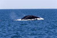 Humpback Whale Breach 3 of 4