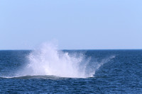 Humpback Whale Breach 4 of 4