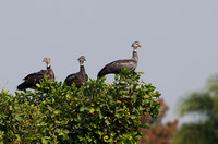 Southern Screamer