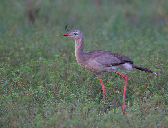 Red-legged Seriema