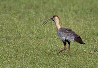 Buff-necked Ibis