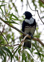 Black Baza