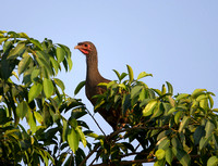 Chaco Cahchalaca