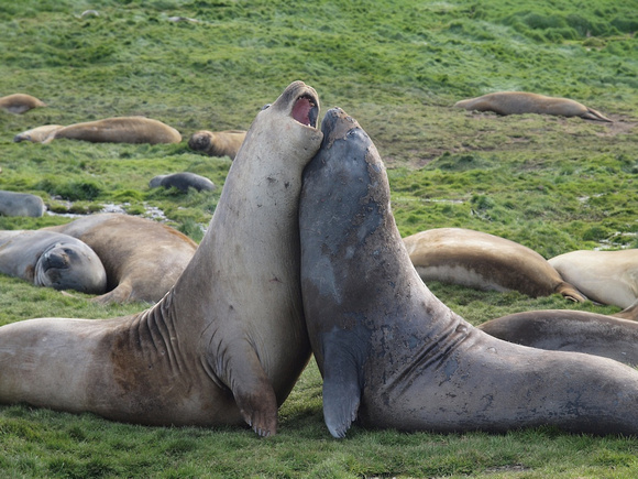 Elephant Seal Shoving Contest