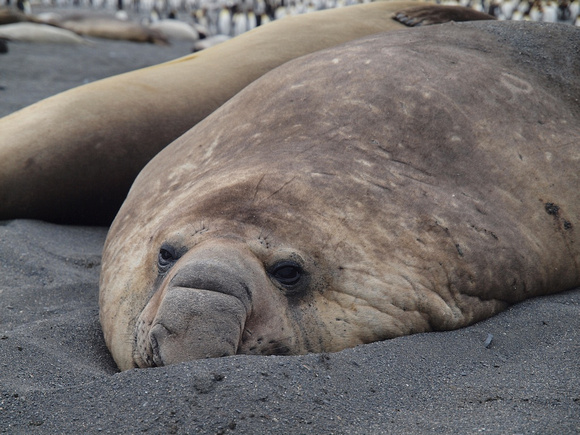Elephant Seal Subadult