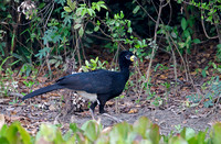 Bare-faced Curassow Male