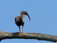 Plumbeous Ibis