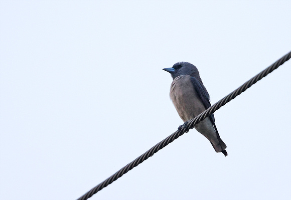 Ashy Woodswallow