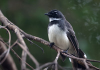 Asian Pied Fantail