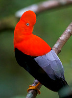 Andean Cock-of-the-Rock
