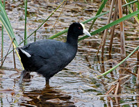 Andean Coot