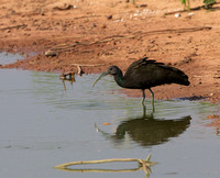 Green Ibis