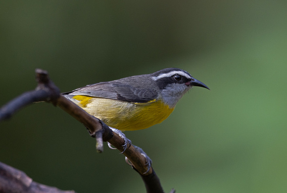 Bananaquit-SE_Brazil-Toucanos-20230919-1600