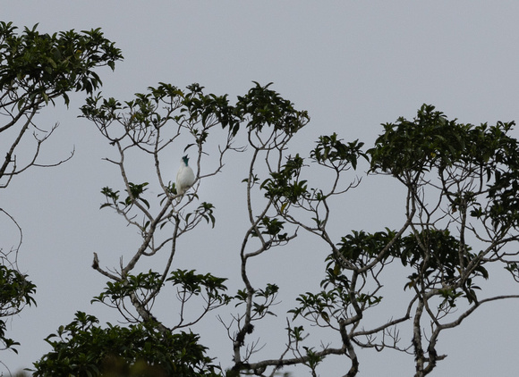 Bare-throated_Bellbird-SE_Brazil-Toucanos-20230915-1600