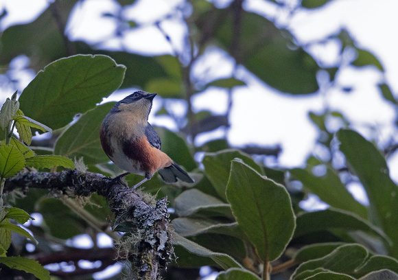 Bay-chested_Warbling-Finch1-SE_Brazil-Toucanos-20230923-1600