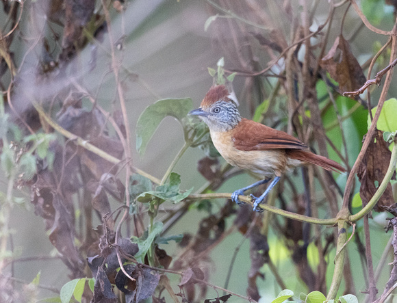 Barred_Antshrike-Pantanal-20230907-1600