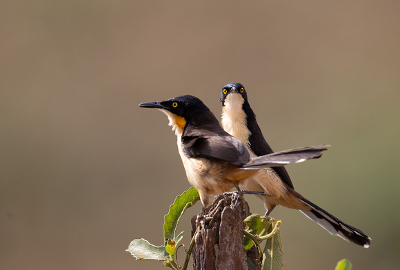 Black-capped_Donacobious1-Pantanal-20230907-1600