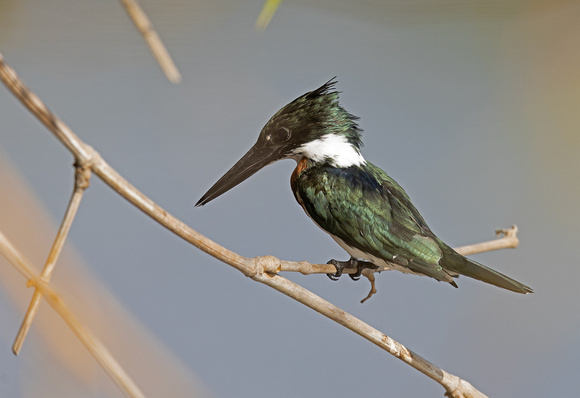 Amazon_Kingfisher-Pantanal-20230908-1600