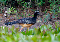 Bare-faced Curassow Female