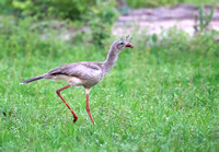 Red-legged Seriema