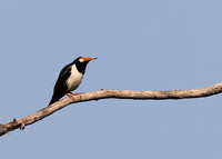 Asian Pied Starling